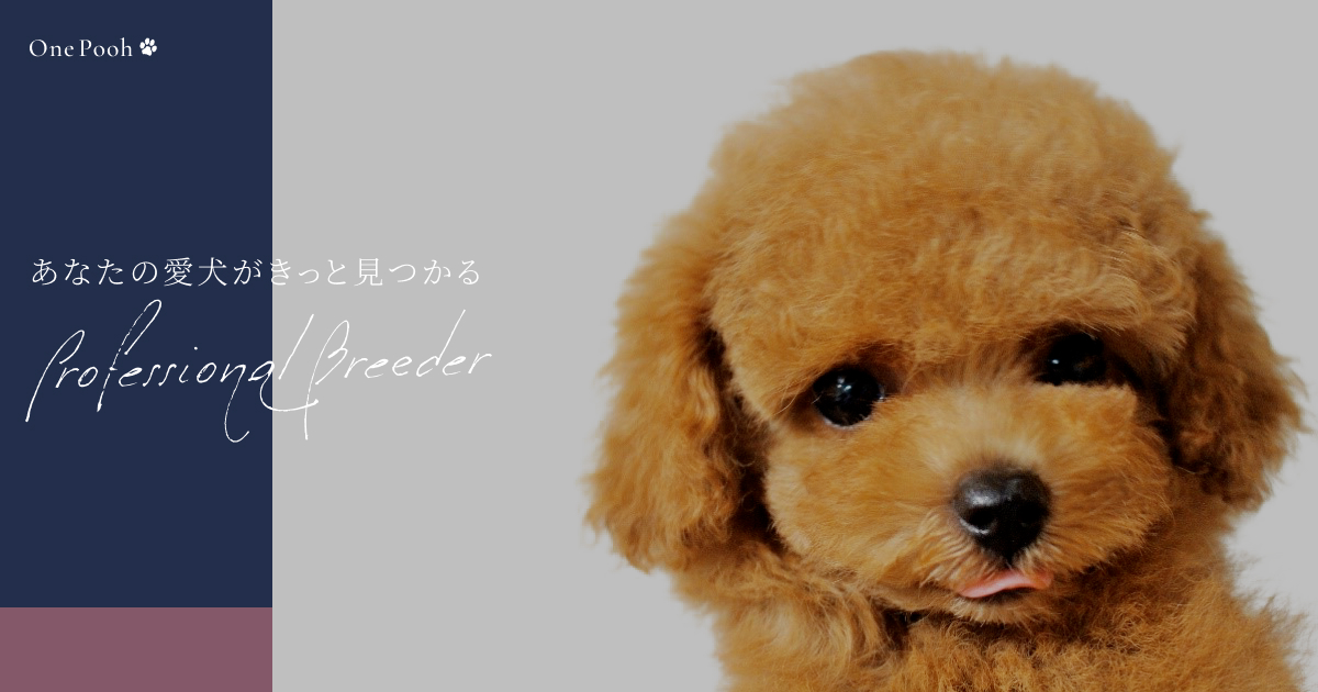 トイプードル仔犬専門店 One Pooh 茨城県坂東市